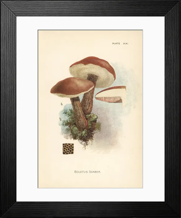 Framed Print : Birch bolete, Leccinum scabrum Framed Print : Birch bolete, Leccinum scabrum