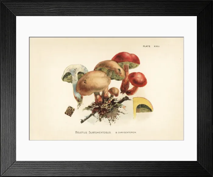 Framed Print : Suede bolete and red cracking bolete Framed Print : Suede bolete and red cracking bolete