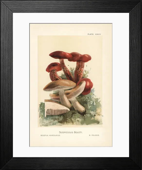 Framed Print : Frosts bolete and bitter bolete Framed Print : Frosts bolete and bitter bolete