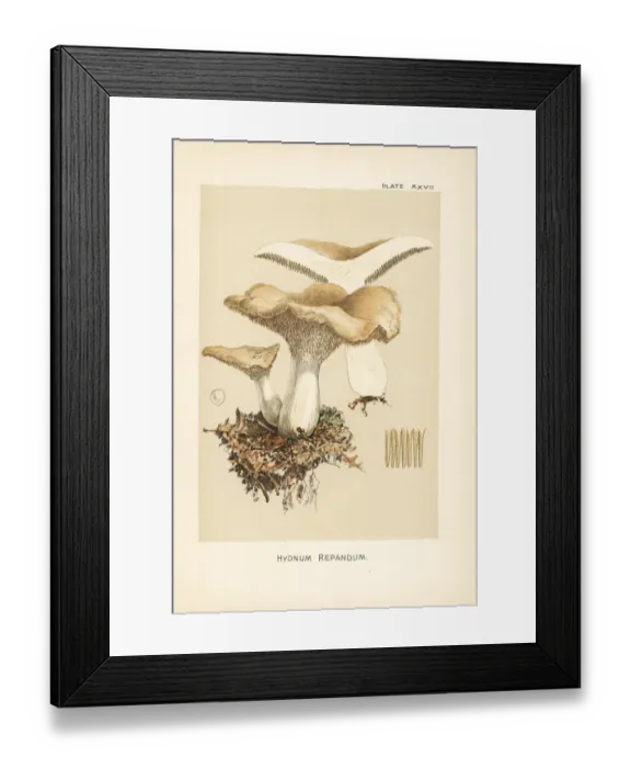 Framed Print : Hedgehog mushroom, Hydnum repandum Framed Print : Hedgehog mushroom, Hydnum repandum