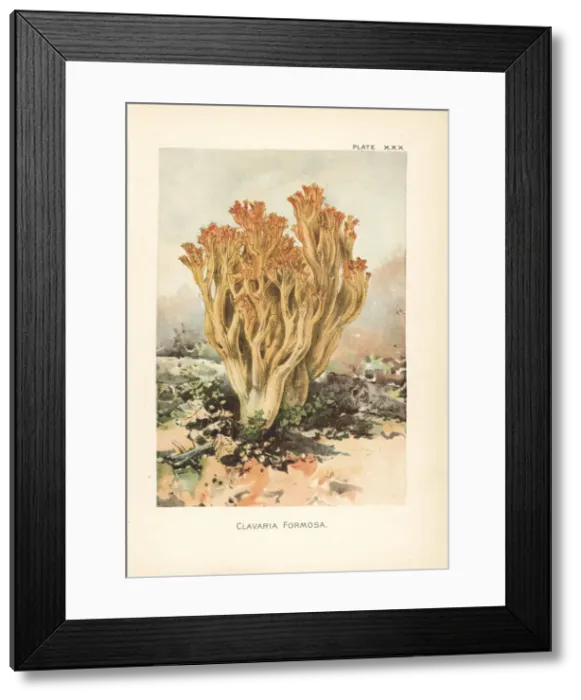 Framed Print : Pink coral fungus, Ramaria formosa Framed Print : Pink coral fungus, Ramaria formosa