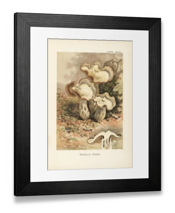 Framed Print : White saddle or elfin saddle mushroom, Helvella crispa Framed Print : White saddle or elfin saddle mushroom, Helvella crispa