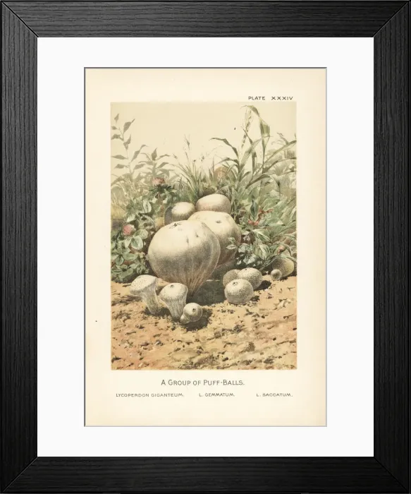 Framed Print : Giant puffball, common puffball and pestle puffball Framed Print : Giant puffball, common puffball and pestle puffball
