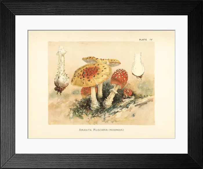 Framed Print : Fly agaric, Amanita muscaria Framed Print : Fly agaric, Amanita muscaria