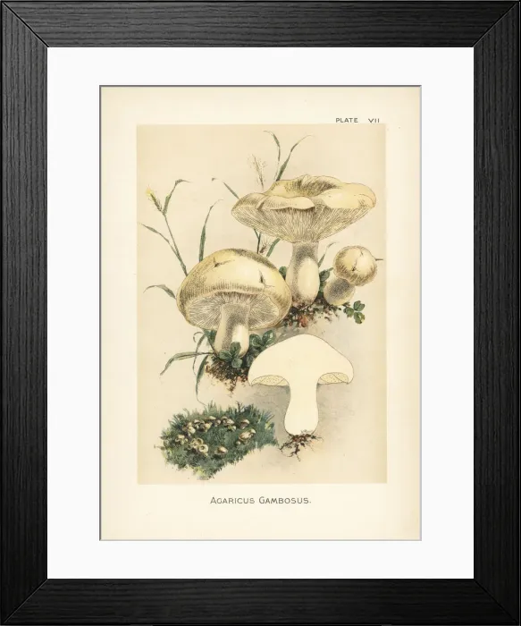 Framed Print : St. Georges mushroom, Calocybe gambosa Framed Print : St. Georges mushroom, Calocybe gambosa