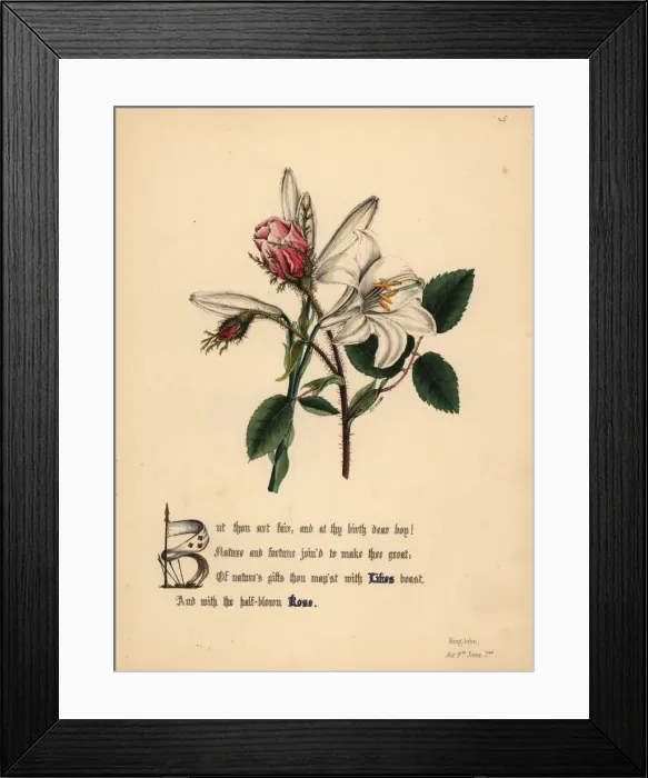 Framed Print : Lilies and Roses (King John) Framed Print : Lilies and Roses (King John)