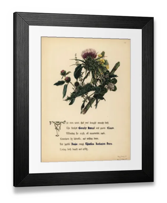 Framed Print : Cowslip Burnet, Clover, Docks, Thistles, Kecksies Framed Print : Cowslip Burnet, Clover, Docks, Thistles, Kecksies
