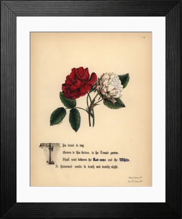 Framed Print : Red-rose and White rose (King Henry VI) Framed Print : Red-rose and White rose (King Henry VI)