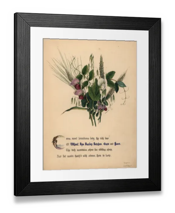 Framed Print : Wheat, rye, barley, vetcehs, oats and peas Framed Print : Wheat, rye, barley, vetcehs, oats and peas