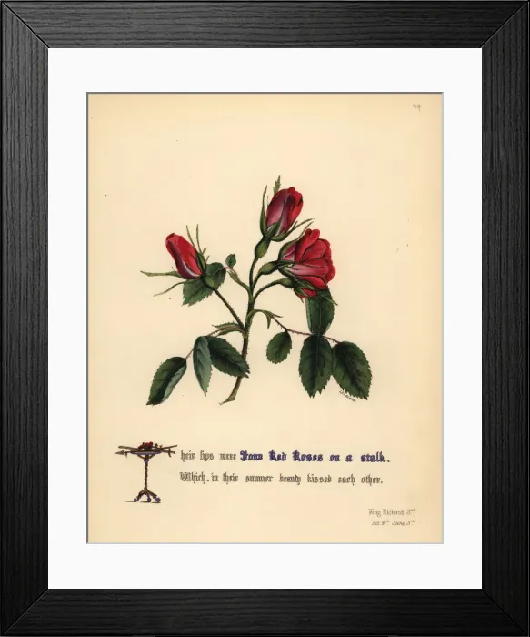 Framed Print : Red Roses (King Richard III) Framed Print : Red Roses (King Richard III)