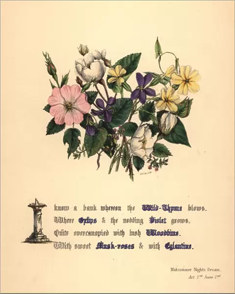 Wild Thyme, Oxlips, Violet, Woodbine, Musk-roses