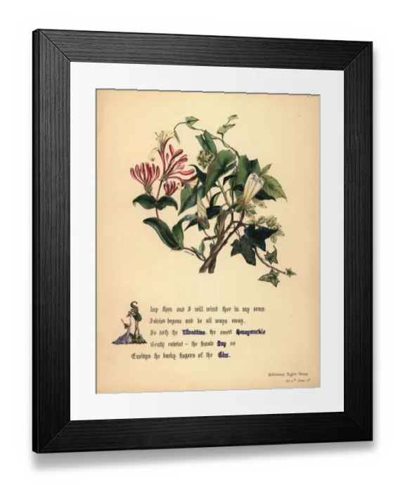 Framed Print : Woodbine, Honeysuckle, Ivy and Elm Framed Print : Woodbine, Honeysuckle, Ivy and Elm