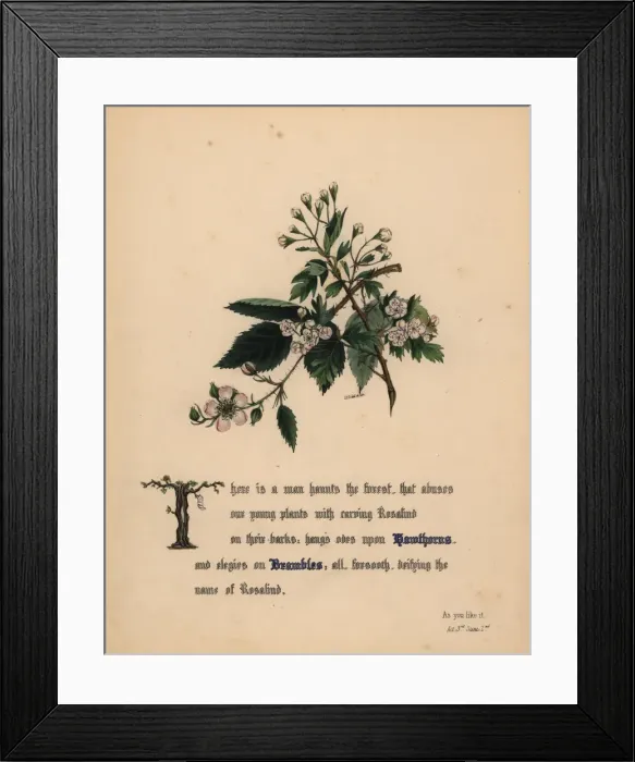 Framed Print : Hawthorns and Brambles (As You Like It) Framed Print : Hawthorns and Brambles (As You Like It)