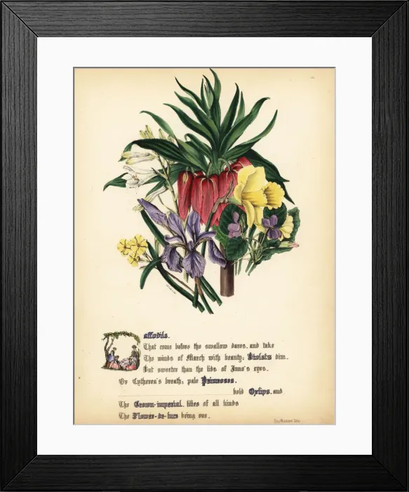 Framed Print : Daffodils, Violets, Primroses, Oxlips, Crown-imperial Framed Print : Daffodils, Violets, Primroses, Oxlips, Crown-imperial