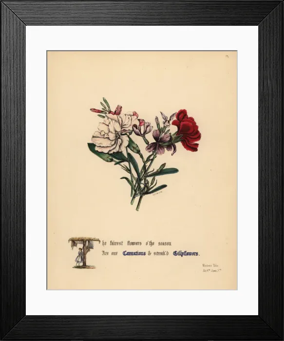 Framed Print : Carnations and Gilly flowers (Winters Tale) Framed Print : Carnations and Gilly flowers (Winters Tale)