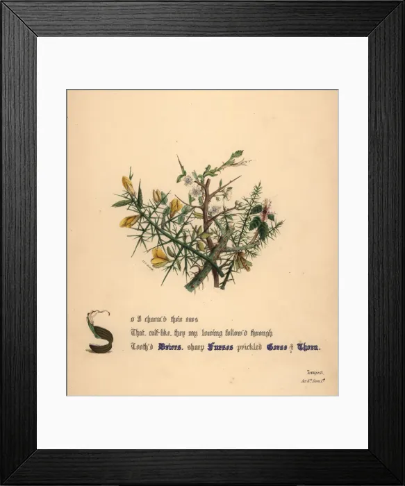 Framed Print : Briers, Furzes, Gorse and Thorn Framed Print : Briers, Furzes, Gorse and Thorn