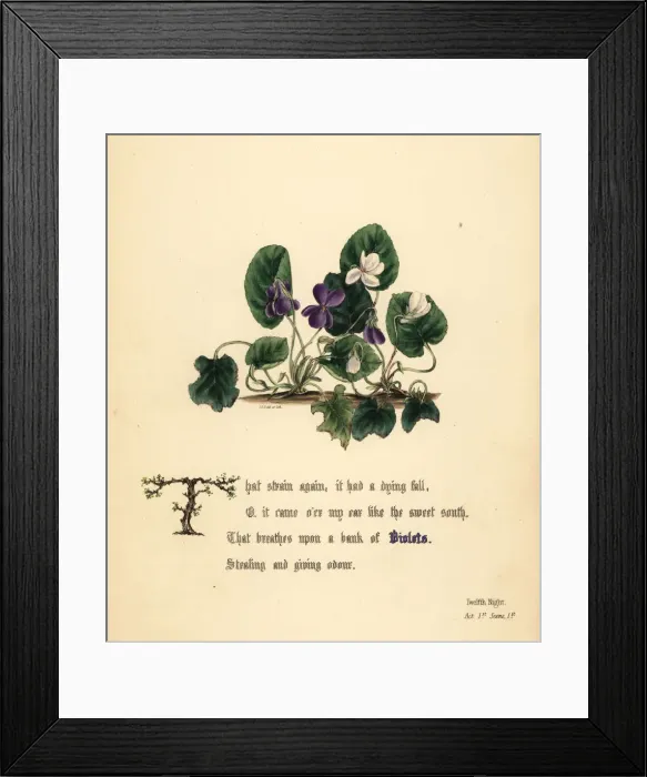 Framed Print : Violets (Twelfth Night) Framed Print : Violets (Twelfth Night)
