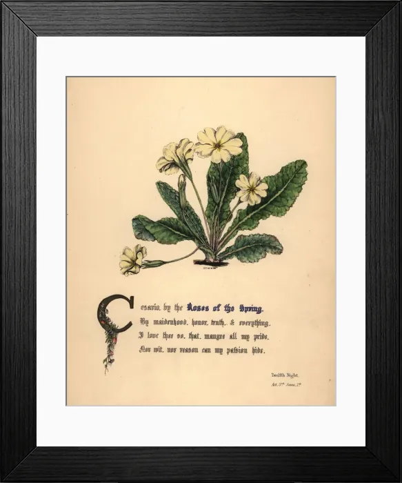 Framed Print : Roses of the Spring, Twelfth Night Framed Print : Roses of the Spring, Twelfth Night
