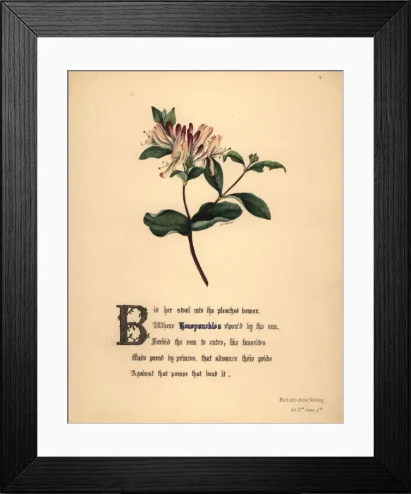 Framed Print : Honeysuckles (Much Ado About Nothing) Framed Print : Honeysuckles (Much Ado About Nothing)