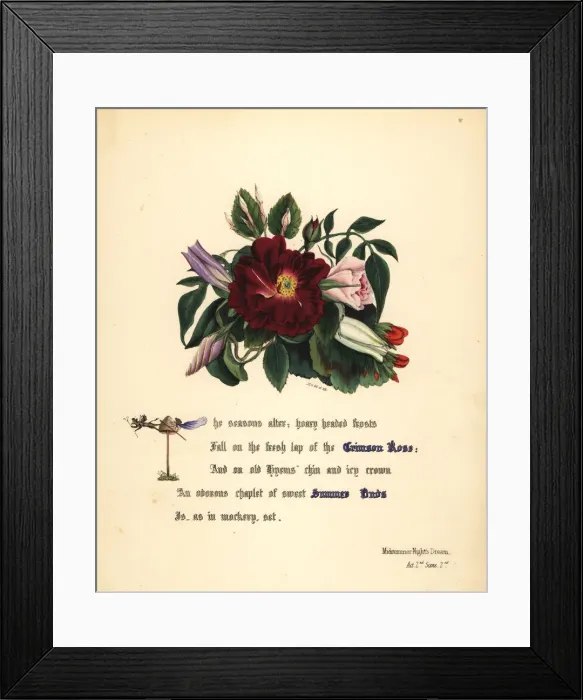 Framed Print : Crimson Rose (Midsummer Nights Dream) Framed Print : Crimson Rose (Midsummer Nights Dream)