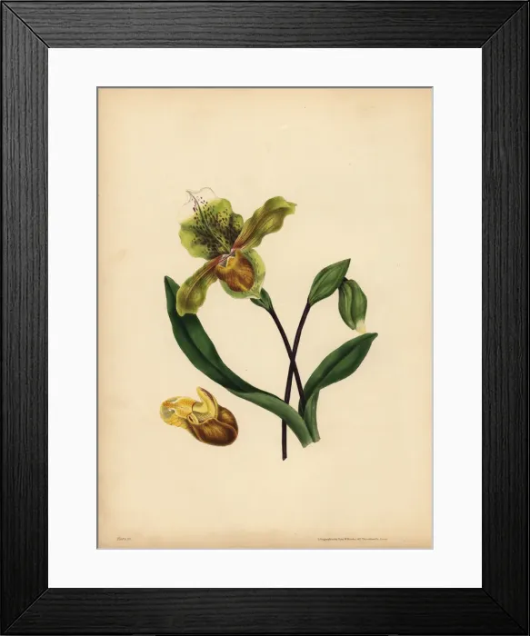 Framed Print : The noble Ladys Slipper, Resemblance Framed Print : The noble Ladys Slipper, Resemblance
