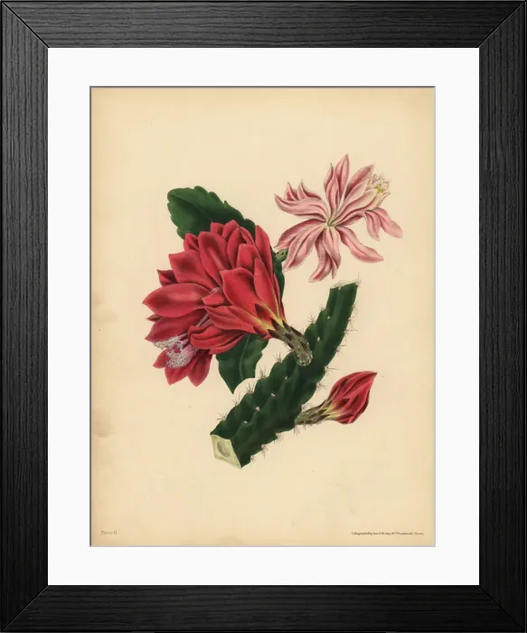 Framed Print : The beautiful Cactus, Horror Framed Print : The beautiful Cactus, Horror