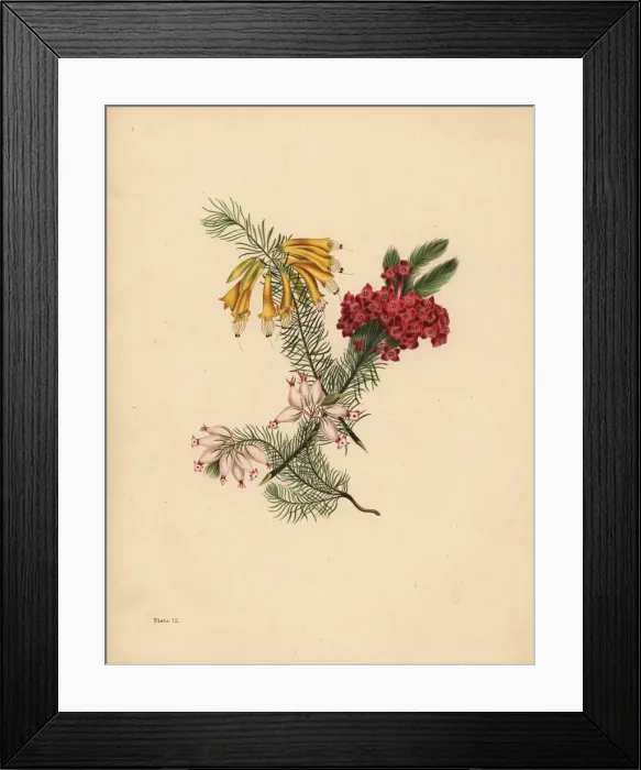 Framed Print : Great flowered Heath, Bright red Heath, Porcelain Framed Print : Great flowered Heath, Bright red Heath, Porcelain