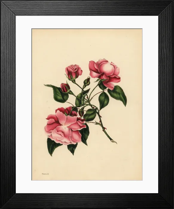 Framed Print : The ever-blowing Rose, Beauty always new Framed Print : The ever-blowing Rose, Beauty always new