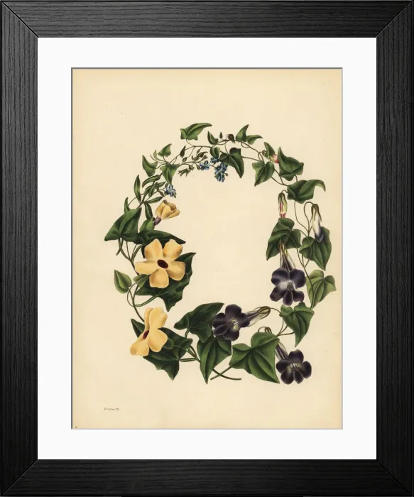 Framed Print : Barclays Maurandia, the winged Thunbergia and Forget me not Framed Print : Barclays Maurandia, the winged Thunbergia and Forget me not