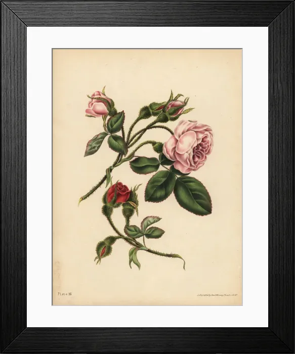 Framed Print : Pink and scarlet Moss Rose-Buds, Beauty, love, and poetry Framed Print : Pink and scarlet Moss Rose-Buds, Beauty, love, and poetry