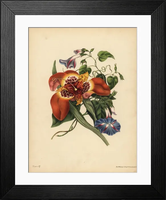Framed Print : The Mexican Tiger-flower, Tigridia pavonia Framed Print : The Mexican Tiger-flower, Tigridia pavonia
