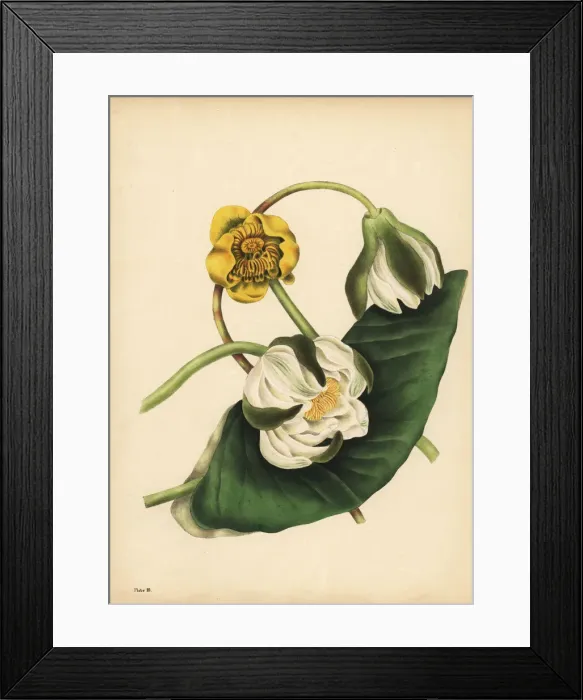 Framed Print : The white Water-Lily and yellow Nuphar, Silence Framed Print : The white Water-Lily and yellow Nuphar, Silence