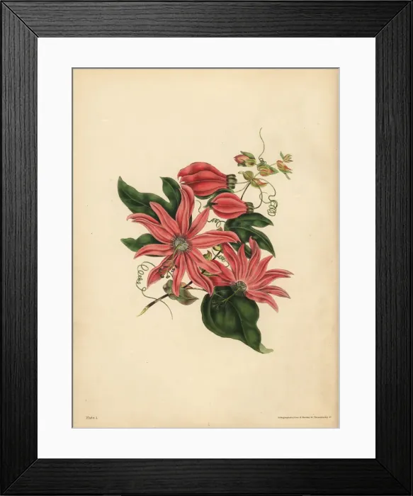 Framed Print : The racemose Passionflower, Religious superstition Framed Print : The racemose Passionflower, Religious superstition