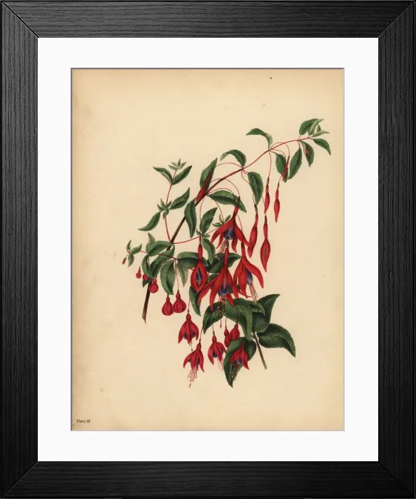 Framed Print : The slender and globose Fuchsia, Fuchsia magellanica, Taste Framed Print : The slender and globose Fuchsia, Fuchsia magellanica, Taste