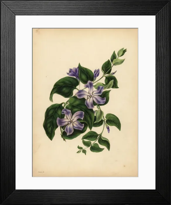 Framed Print : The large blue Periwinkle, The pleasures of memory Framed Print : The large blue Periwinkle, The pleasures of memory