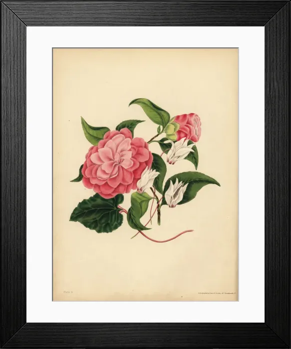 Framed Print : The myrtle-leaved Camellia or Japan Rose Framed Print : The myrtle-leaved Camellia or Japan Rose