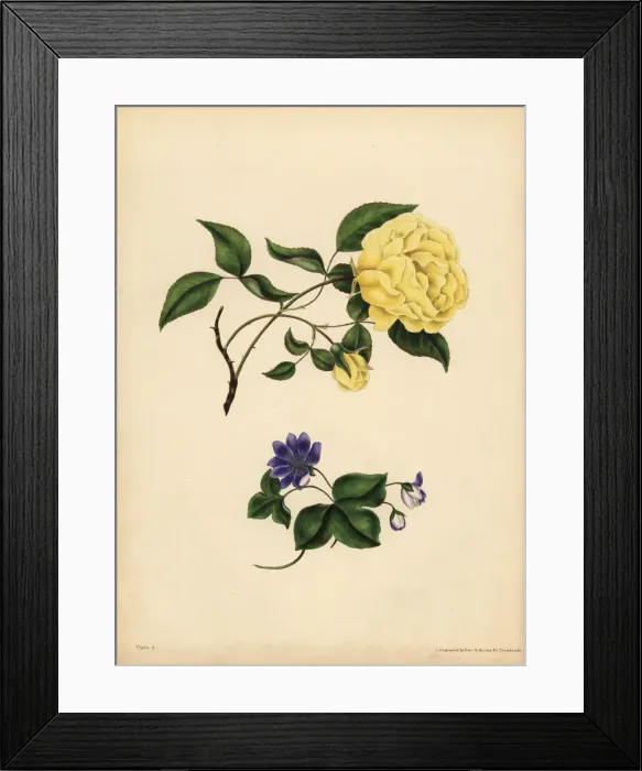Framed Print : The sweet-scented China Rose, Infidelity Framed Print : The sweet-scented China Rose, Infidelity