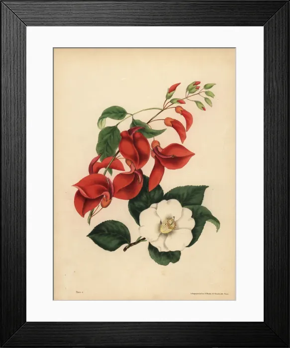 Framed Print : Cocks Comb Coral Tree, Singularity; single Framed Print : Cocks Comb Coral Tree, Singularity; single