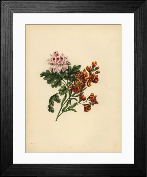 Framed Print : The Helen Geranium, Preference; The Garden
