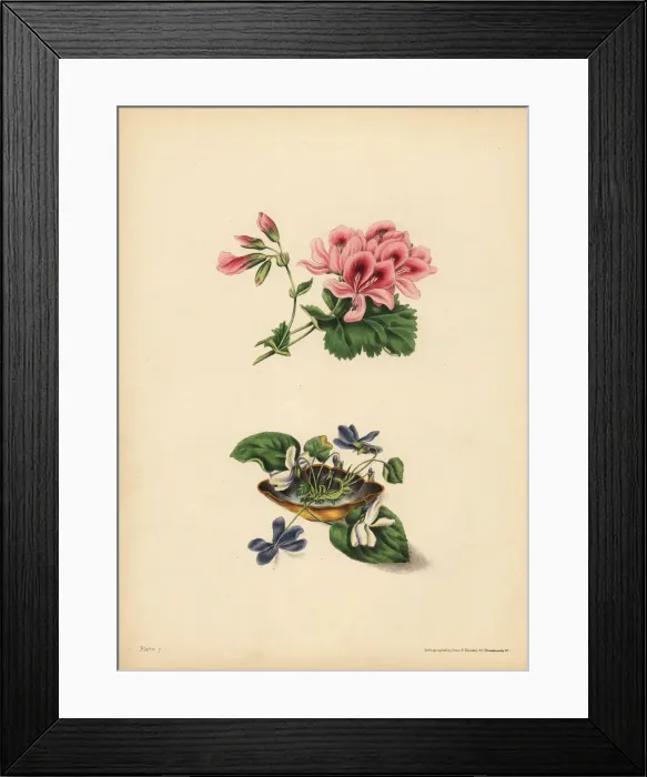 Framed Print : Smiths Geranium, Preference; sweet purple Framed Print : Smiths Geranium, Preference; sweet purple