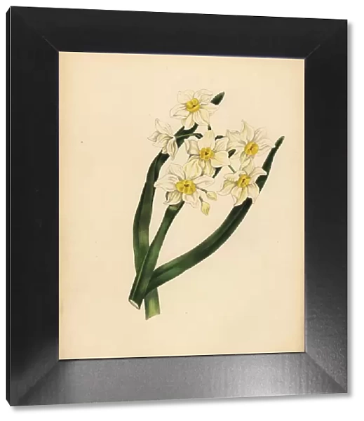 The snow flake-leaved Narcissus, Egotism and self-love