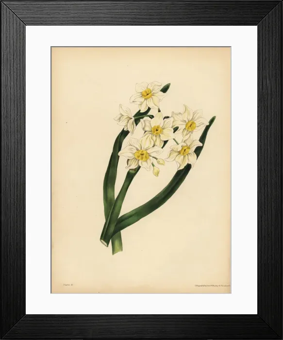 Framed Print : The snow flake-leaved Narcissus, Egotism and self-love Framed Print : The snow flake-leaved Narcissus, Egotism and self-love