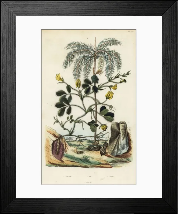 Framed Print : Peanut, areca nut palm and Trisidos semitorta Framed Print : Peanut, areca nut palm and Trisidos semitorta