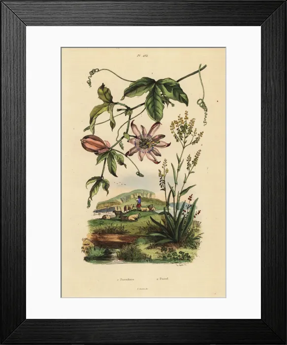 Framed Print : Passionflower and dyers woad Framed Print : Passionflower and dyers woad