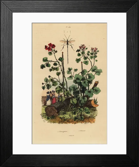 Framed Print : Geraniums and wasp Framed Print : Geraniums and wasp