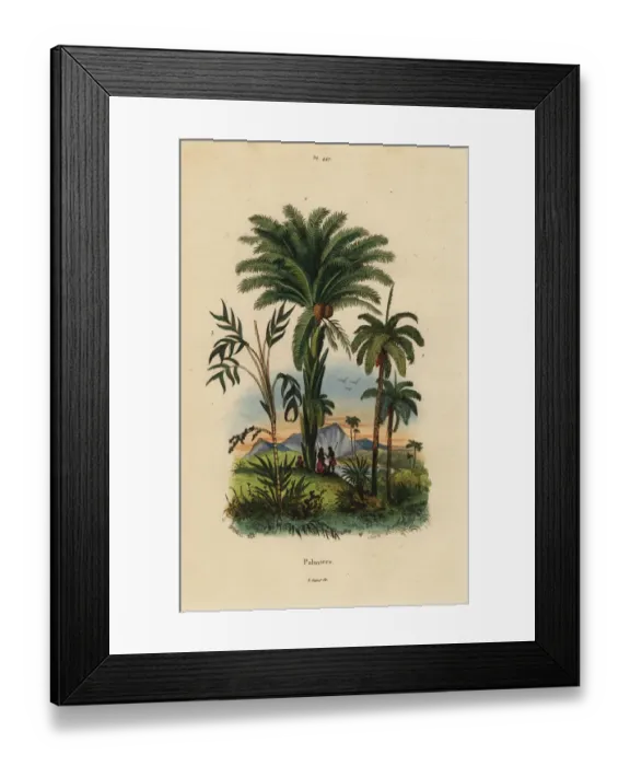 Framed Print : Palm trees Framed Print : Palm trees
