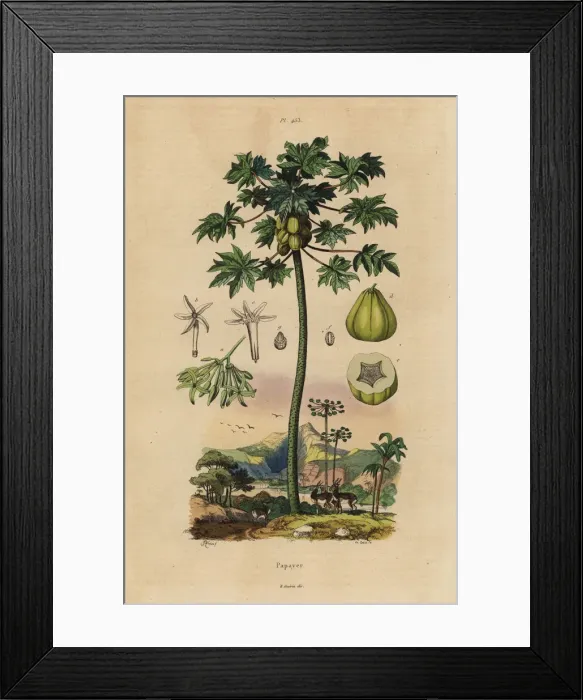 Framed Print : Papaya or pawpaw tree with fruit Framed Print : Papaya or pawpaw tree with fruit