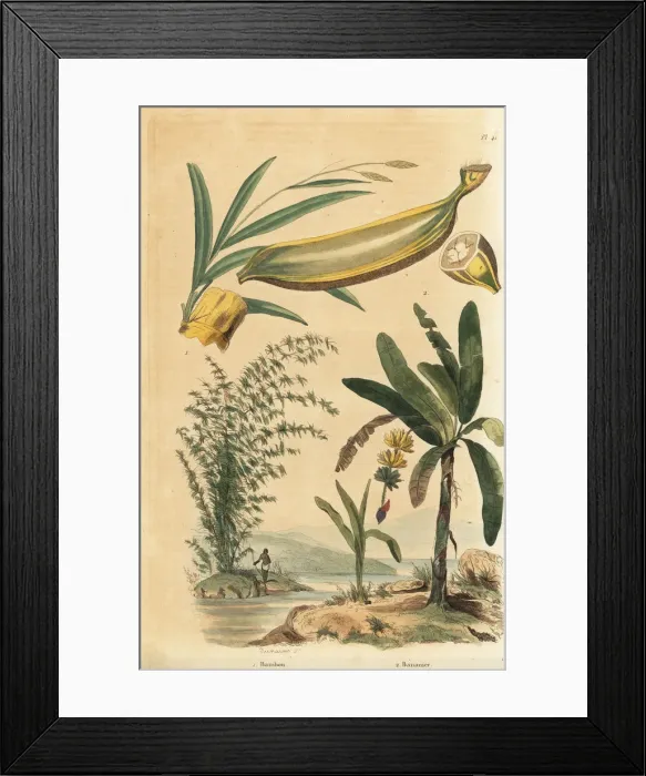 Framed Print : Giant thorny bamboo and banana tree with fruit Framed Print : Giant thorny bamboo and banana tree with fruit