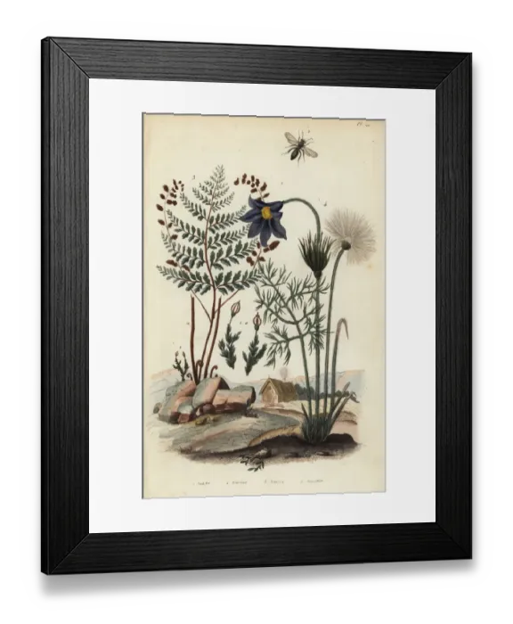 Framed Print : Moss, mining bee, fern and pasque flower Framed Print : Moss, mining bee, fern and pasque flower
