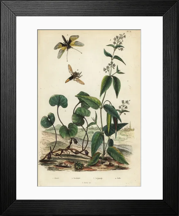 Framed Print : Wild ginger, milkweed, and insects Framed Print : Wild ginger, milkweed, and insects